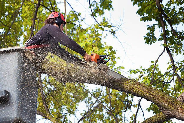 Best Residential Tree Removal  in Huntersville, NC